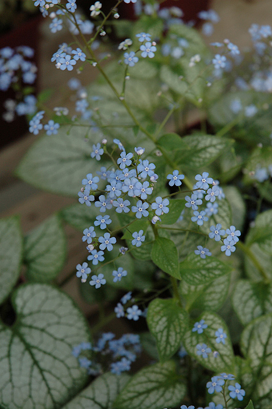 Jack Frost Bugloss (Brunnera macrophylla 'Jack Frost') at The Family Tree Garden Center