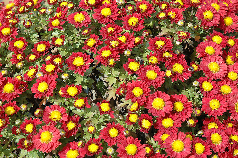 Red Daisy Chrysanthemum (Chrysanthemum 'Red Daisy') at The Family Tree Garden Center