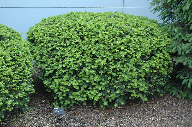 Densiformis Yew (Taxus x media 'Densiformis') at The Family Tree Garden Center