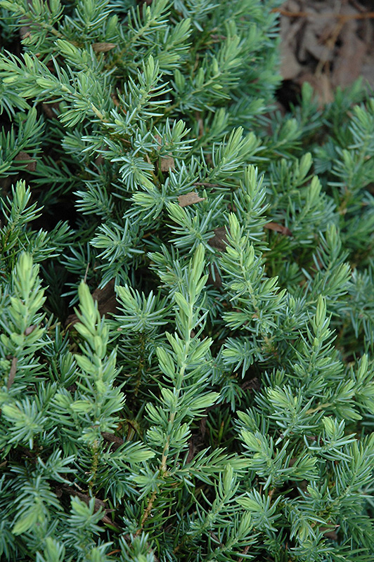 Blue Pacific Shore Juniper (Juniperus conferta 'Blue Pacific') at The Family Tree Garden Center