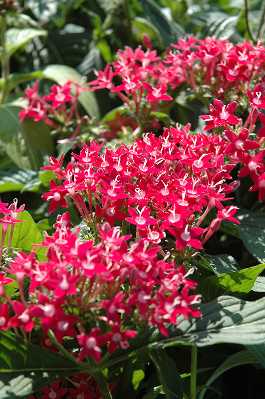 Butterfly Pink Star Flower (Pentas lanceolata 'Butterfly Pink') at The Family Tree Garden Center