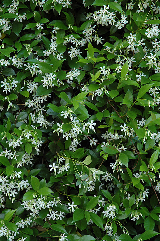 Confederate Star-Jasmine (Trachelospermum jasminoides) at The Family Tree Garden Center