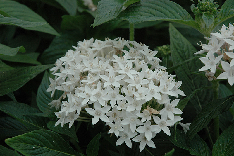 Butterfly White Star Flower (Pentas lanceolata 'Butterfly White') at The Family Tree Garden Center
