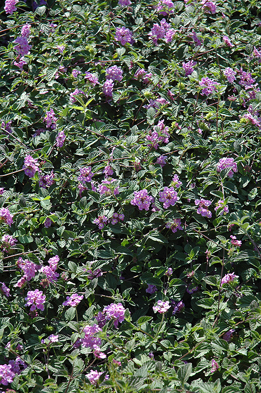 Purple Trailing Lantana (Lantana sellowiana) at The Family Tree Garden Center