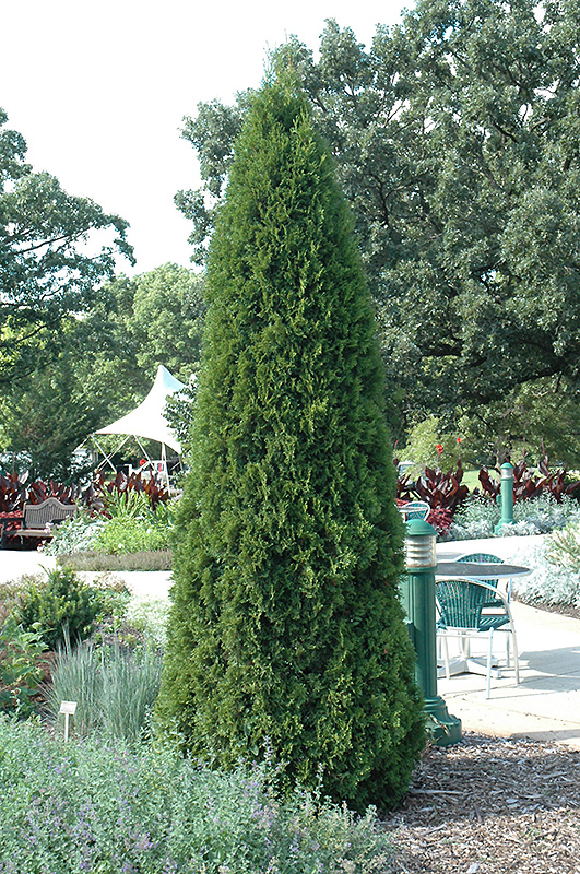 Emerald Green Arborvitae (Thuja occidentalis 'Smaragd') at The Family Tree Garden Center