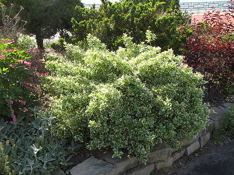 Emerald Gaiety Wintercreeper (Euonymus fortunei 'Emerald Gaiety') at The Family Tree Garden Center