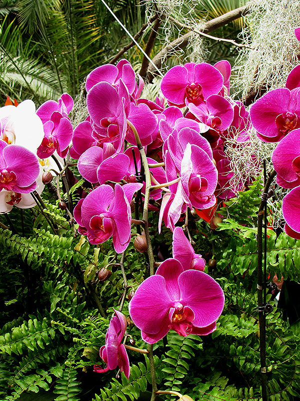Ida Fukumura Orchid (Phalaenopsis 'Ida Fukumura') at The Family Tree Garden Center