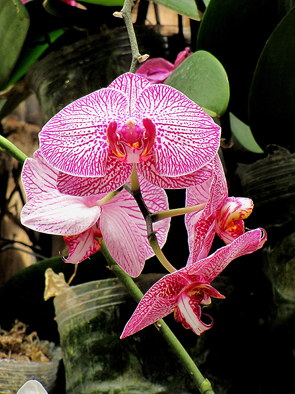 Sogo Yukidian Orchid (Phalaenopsis 'Sogo Yukidian') at The Family Tree Garden Center