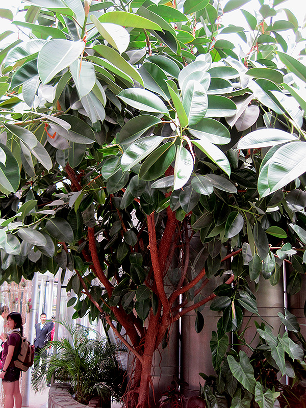 Rubber Tree (Ficus elastica) at The Family Tree Garden Center