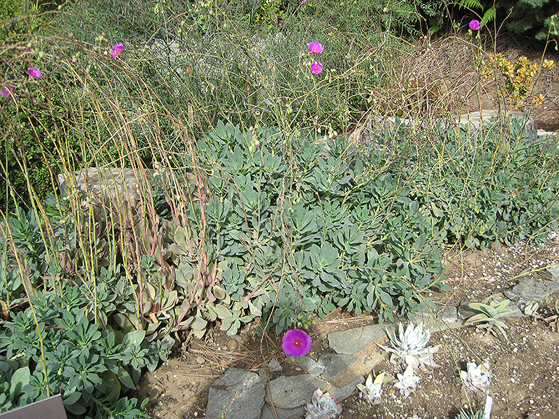 Rock Purslane (Calandrinia grandiflora) at The Family Tree Garden Center