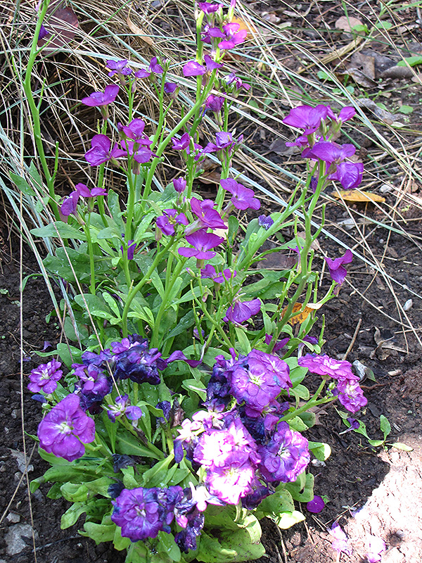 Purple Stock (Matthiola incana 'Purple') at The Family Tree Garden Center