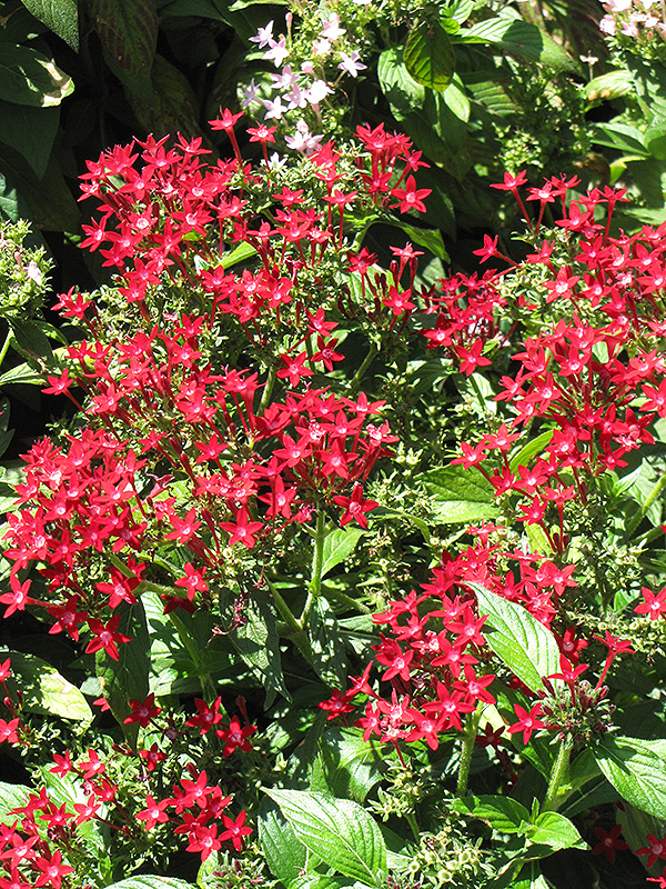 Starla Red Star Flower (Pentas lanceolata 'Starla Red') at The Family Tree Garden Center