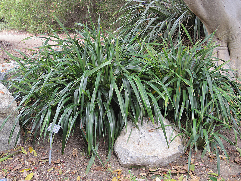 Tasred Flax Lily (Dianella tasmanica 'TR20') at The Family Tree Garden Center