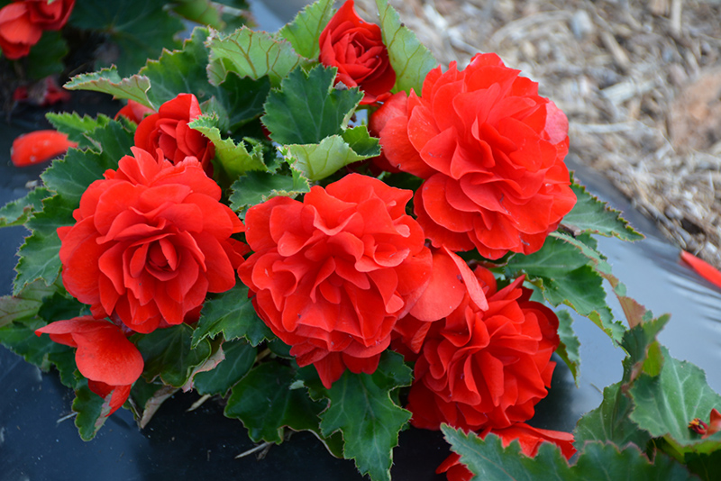 Nonstop Red Begonia (Begonia 'Nonstop Red') at The Family Tree Garden Center