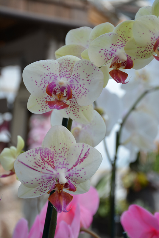 Pebble Beach Orchid (Phalaenopsis 'Pebble Beach') at The Family Tree Garden Center