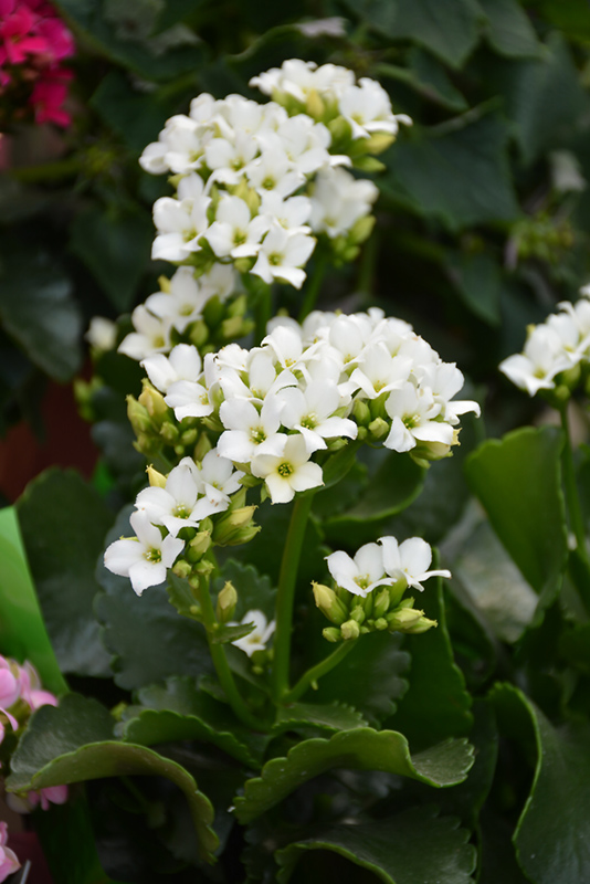 White Kalanchoe (Kalanchoe blossfeldiana 'White') at The Family Tree Garden Center