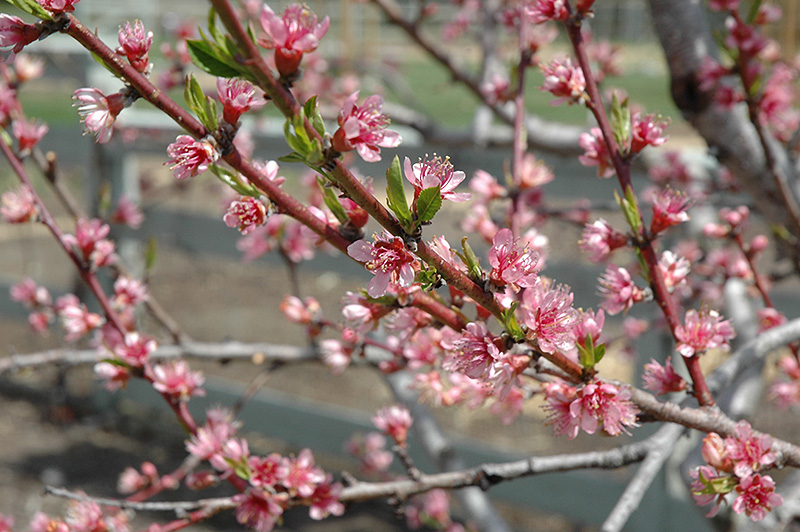 Redhaven Peach (Prunus persica 'Redhaven') at The Family Tree Garden Center