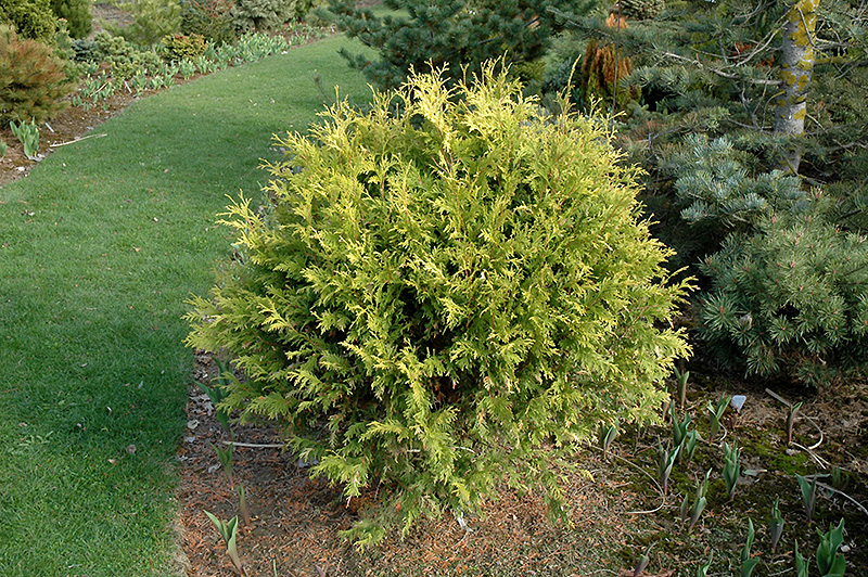 Golden Globe Arborvitae (Thuja occidentalis 'Golden Globe') at The Family Tree Garden Center