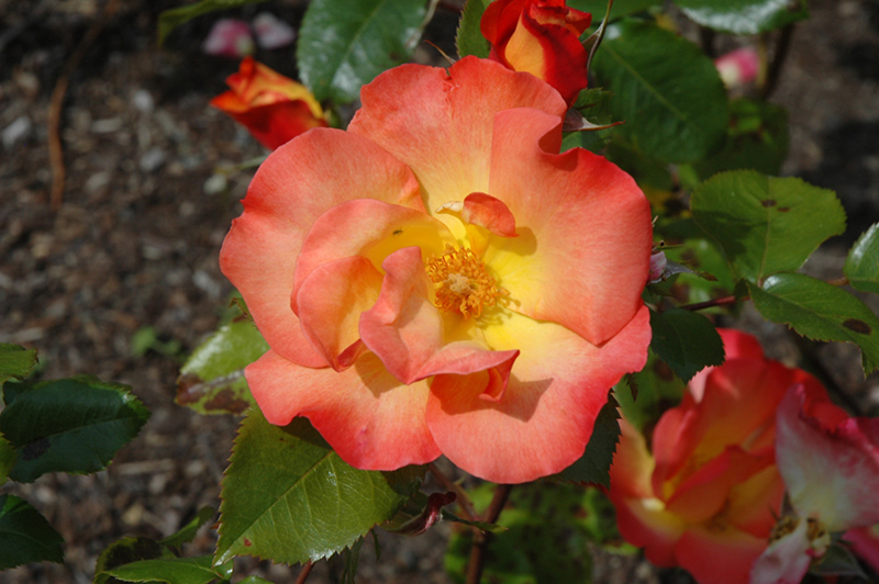 Playboy Rose (Rosa 'Cheerio') at The Family Tree Garden Center