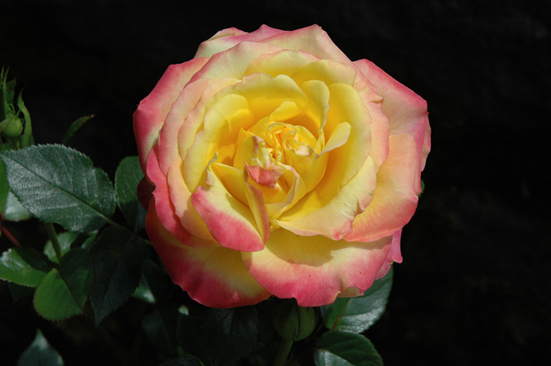 Rainbow Sunblaze Rose (Rosa 'Meigenpi') at The Family Tree Garden Center