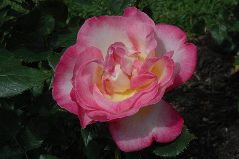 California Dreamin' Rose (Rosa 'California Dreamin'') at The Family Tree Garden Center