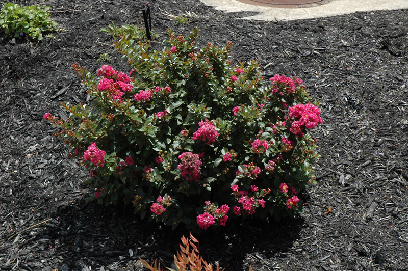 Berry Dazzle Crapemyrtle (Lagerstroemia indica 'Berry Dazzle') at The Family Tree Garden Center