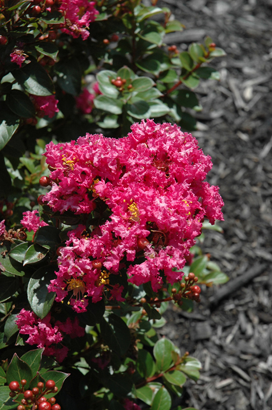 Berry Dazzle Crapemyrtle (Lagerstroemia indica 'Berry Dazzle') at The Family Tree Garden Center