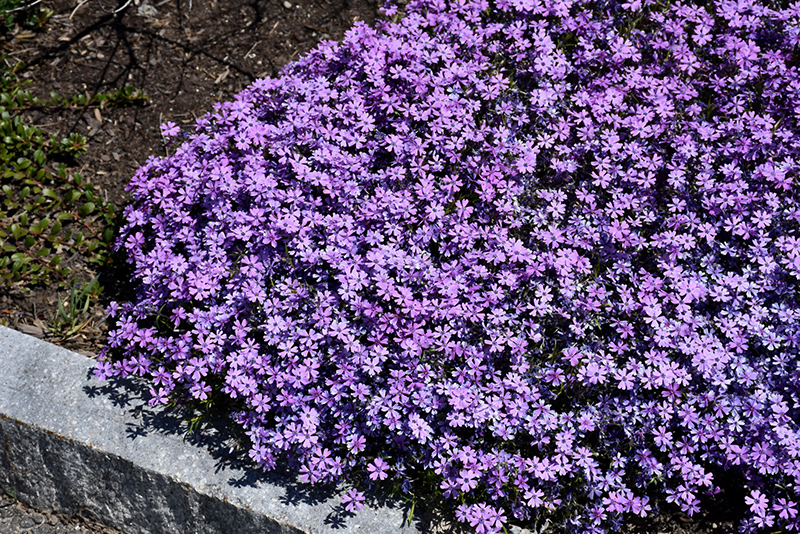 Purple Beauty Moss Phlox (Phlox subulata 'Purple Beauty') at The Family Tree Garden Center