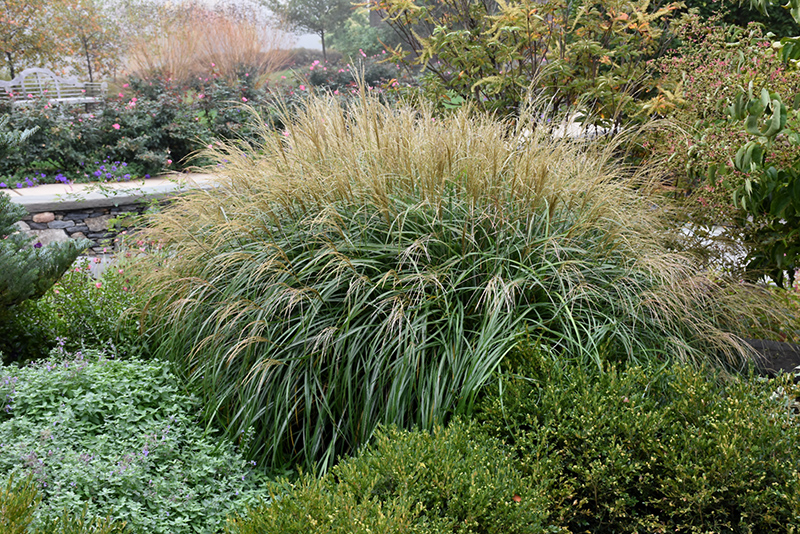 Adagio Maiden Grass (Miscanthus sinensis 'Adagio') at The Family Tree Garden Center