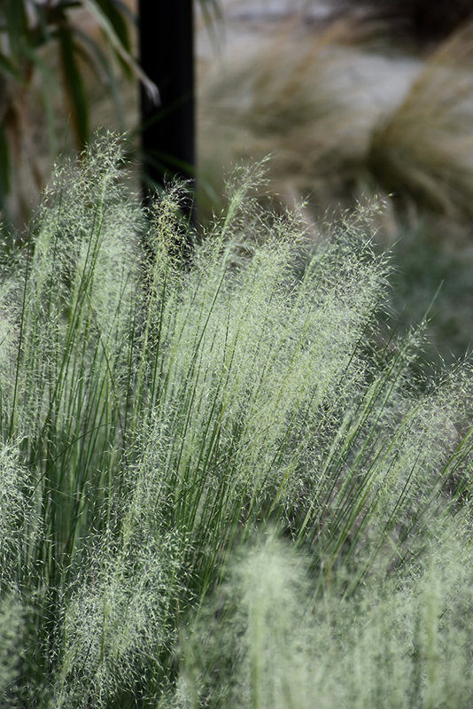 White Cloud Muhly Grass (Muhlenbergia capillaris 'White Cloud') at The Family Tree Garden Center