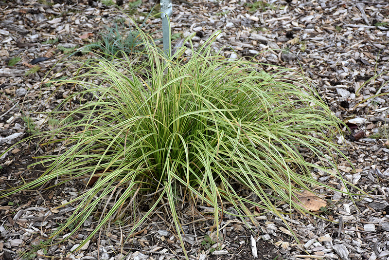 Gold Fountains Sedge (Carex dolichostachya 'Gold Fountains') at The Family Tree Garden Center