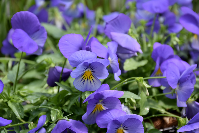 Cool Wave Blue Skies Pansy (Viola x wittrockiana 'PAS1077345') at The Family Tree Garden Center
