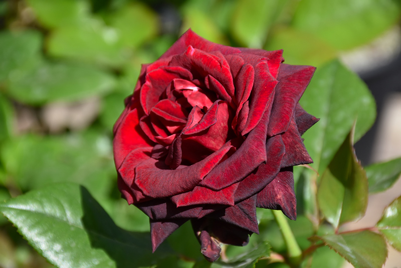 Black Baccara Rose (Rosa 'Black Baccara') at The Family Tree Garden Center