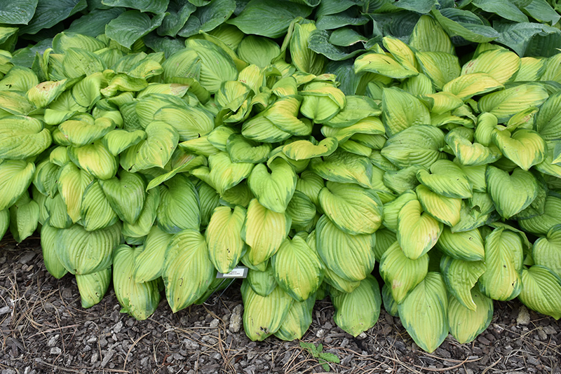 Stained Glass Hosta (Hosta 'Stained Glass') at The Family Tree Garden Center