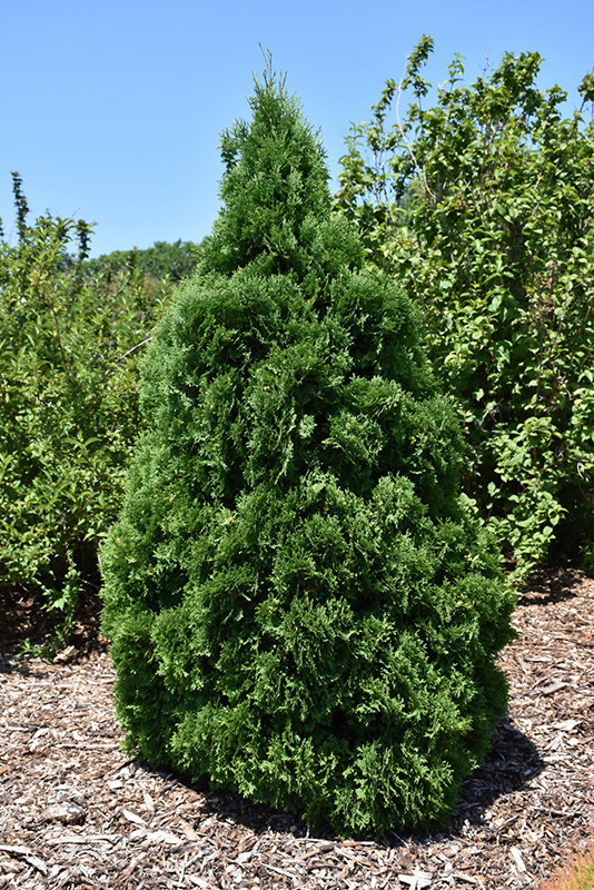 Holmstrup Arborvitae (Thuja occidentalis 'Holmstrup') at The Family Tree Garden Center