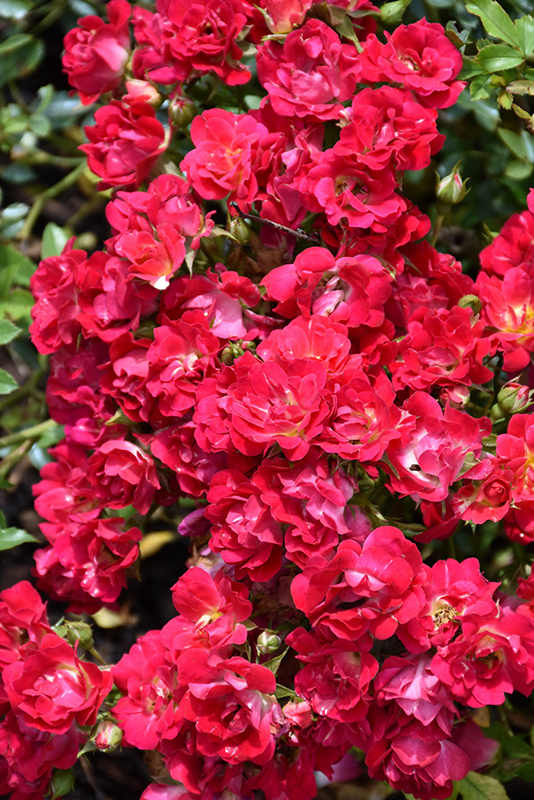 Red Drift Rose (Rosa 'Meigalpio') at The Family Tree Garden Center