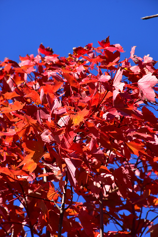 October Glory Red Maple (Acer rubrum 'October Glory') at The Family Tree Garden Center
