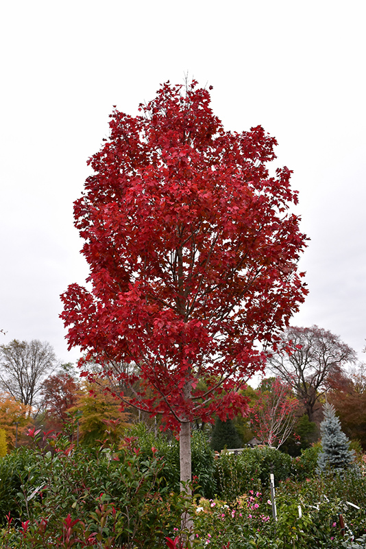 October Glory Red Maple (Acer rubrum 'October Glory') at The Family Tree Garden Center