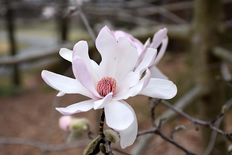 Star Magnolia (Magnolia stellata) at The Family Tree Garden Center