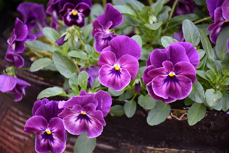 Cool Wave Raspberry Pansy (Viola x wittrockiana 'PAS1196270') at The Family Tree Garden Center
