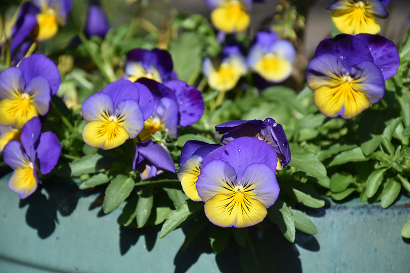 Cool Wave Morpho Pansy (Viola x wittrockiana 'PAS1077347') at The Family Tree Garden Center