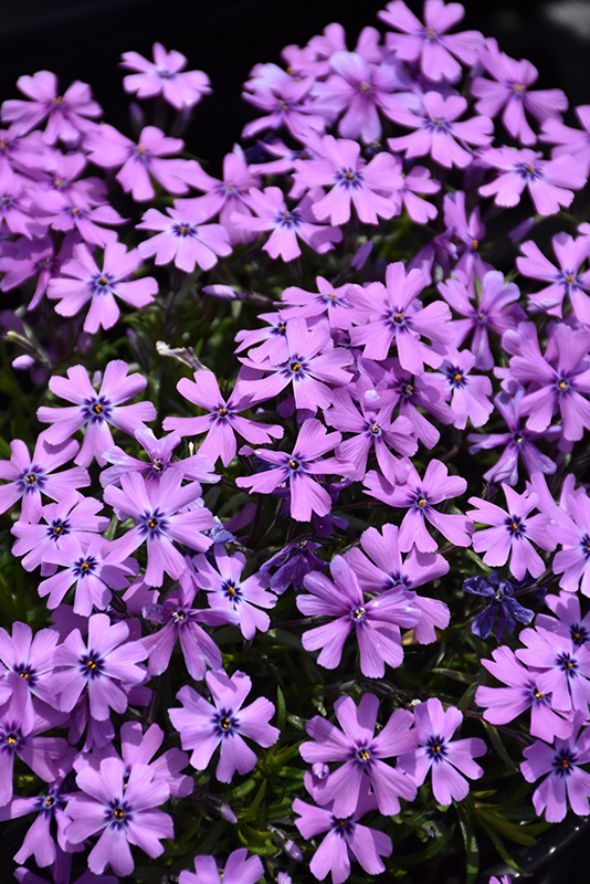 Purple Beauty Moss Phlox (Phlox subulata 'Purple Beauty') at The Family Tree Garden Center