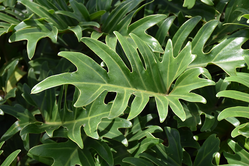 Xanadu Philodendron (Philodendron 'Winterbourn') at The Family Tree Garden Center