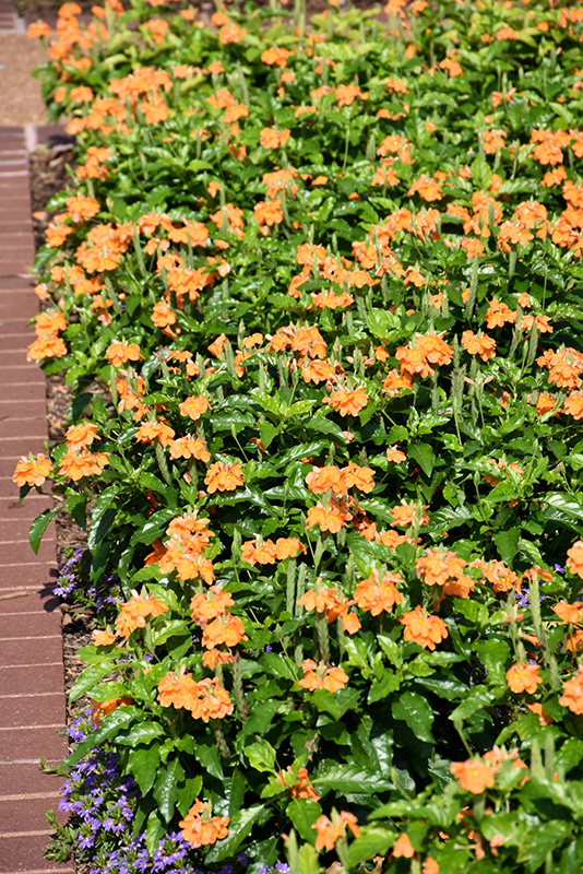 Orange Marmalade Firecracker Plant (Crossandra infundibuliformis 'Orange Marmalade') at The Family Tree Garden Center