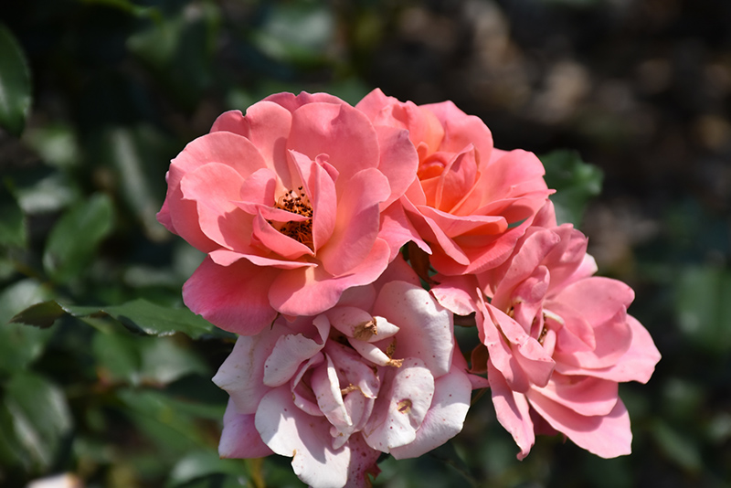 Coral Knock Out Rose (Rosa 'Radral') at The Family Tree Garden Center