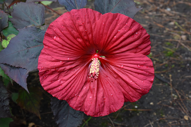 Summerific Holy Grail Hibiscus (Hibiscus 'Holy Grail') at The Family Tree Garden Center