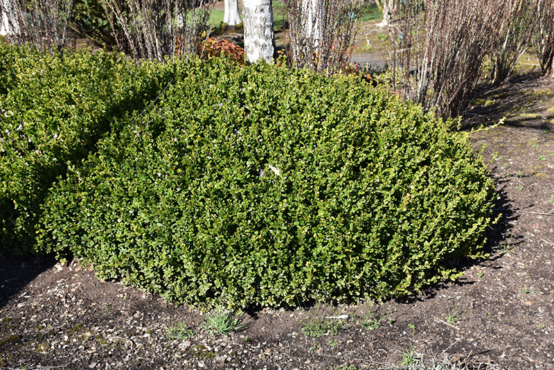 Winter Gem Boxwood (Buxus microphylla 'Winter Gem') at The Family Tree Garden Center