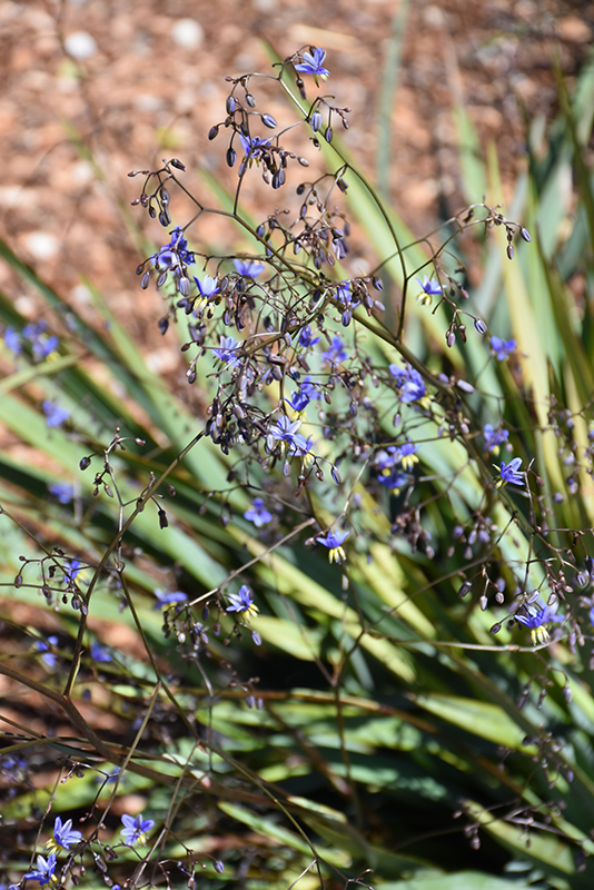 Clarity Blue Dianella (Dianella 'DP401') at The Family Tree Garden Center