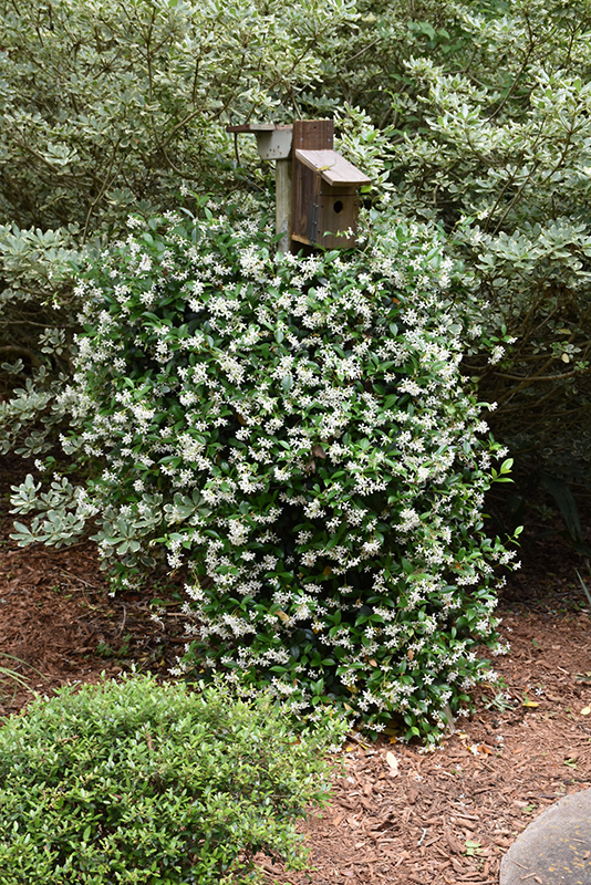 Madison Star-Jasmine (Trachelospermum jasminoides 'Madison') at The Family Tree Garden Center