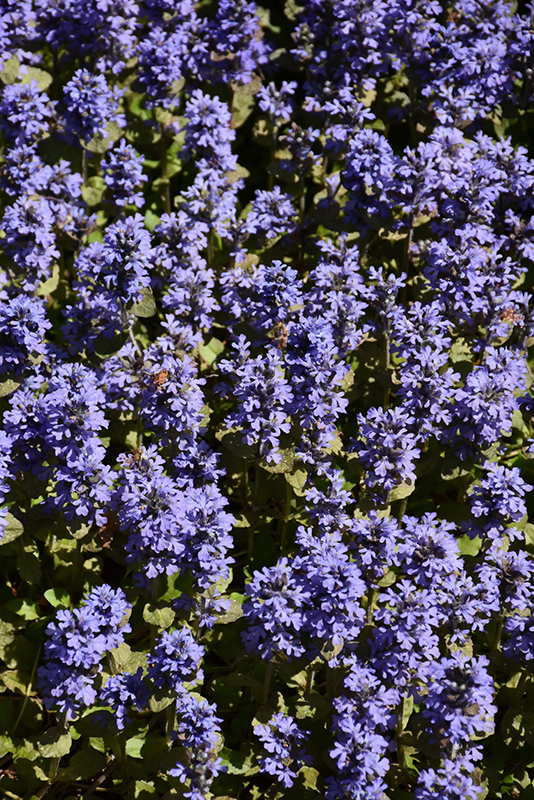 Common Bugleweed (Ajuga reptans) at The Family Tree Garden Center